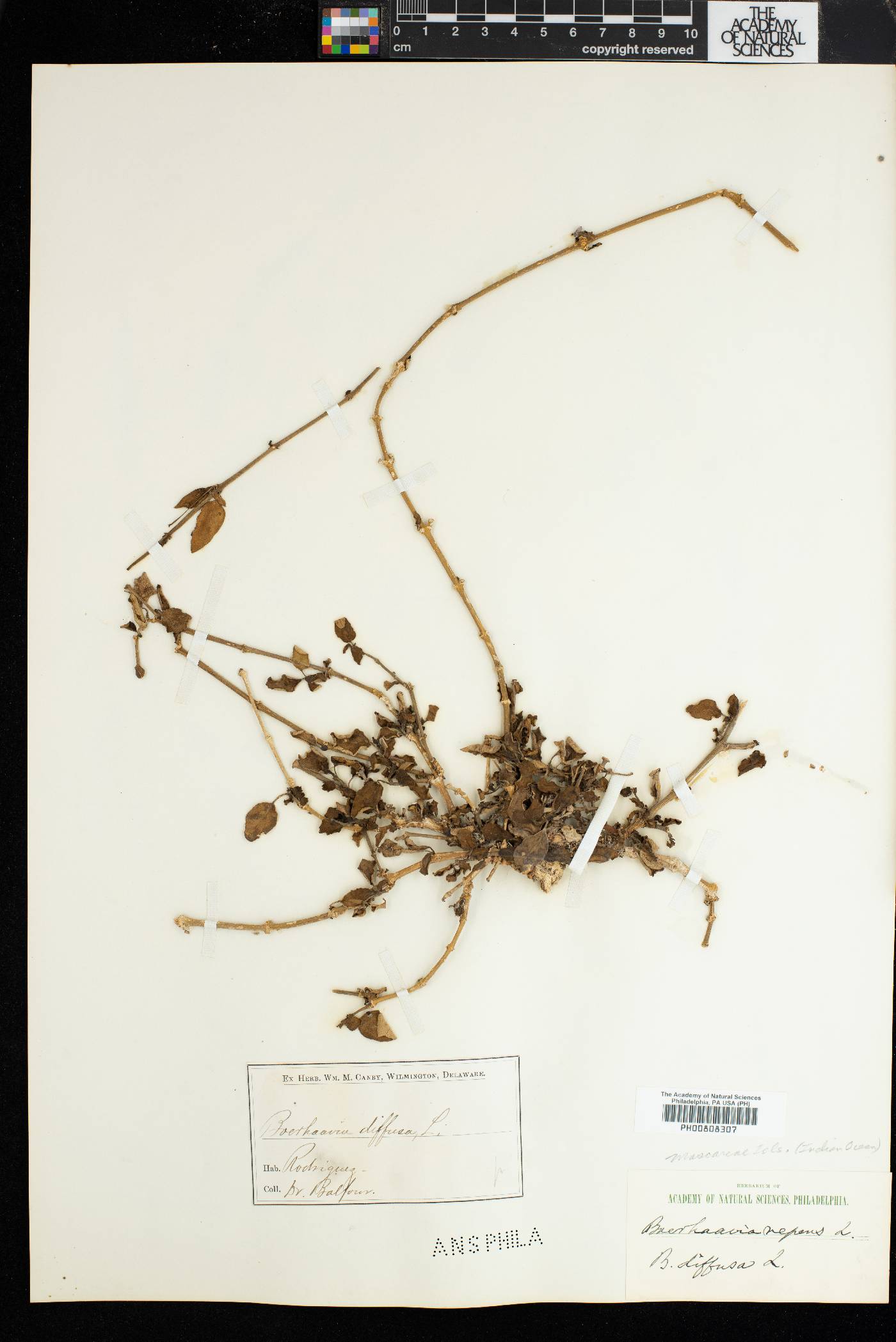 Boerhavia diffusa image