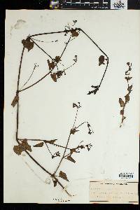 Boerhavia diffusa var. diffusa image