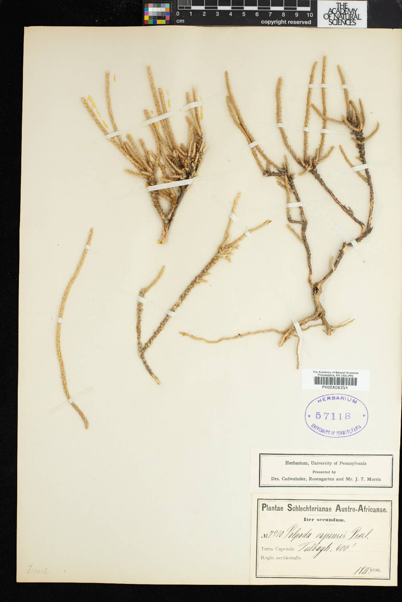 Polpoda capensis image