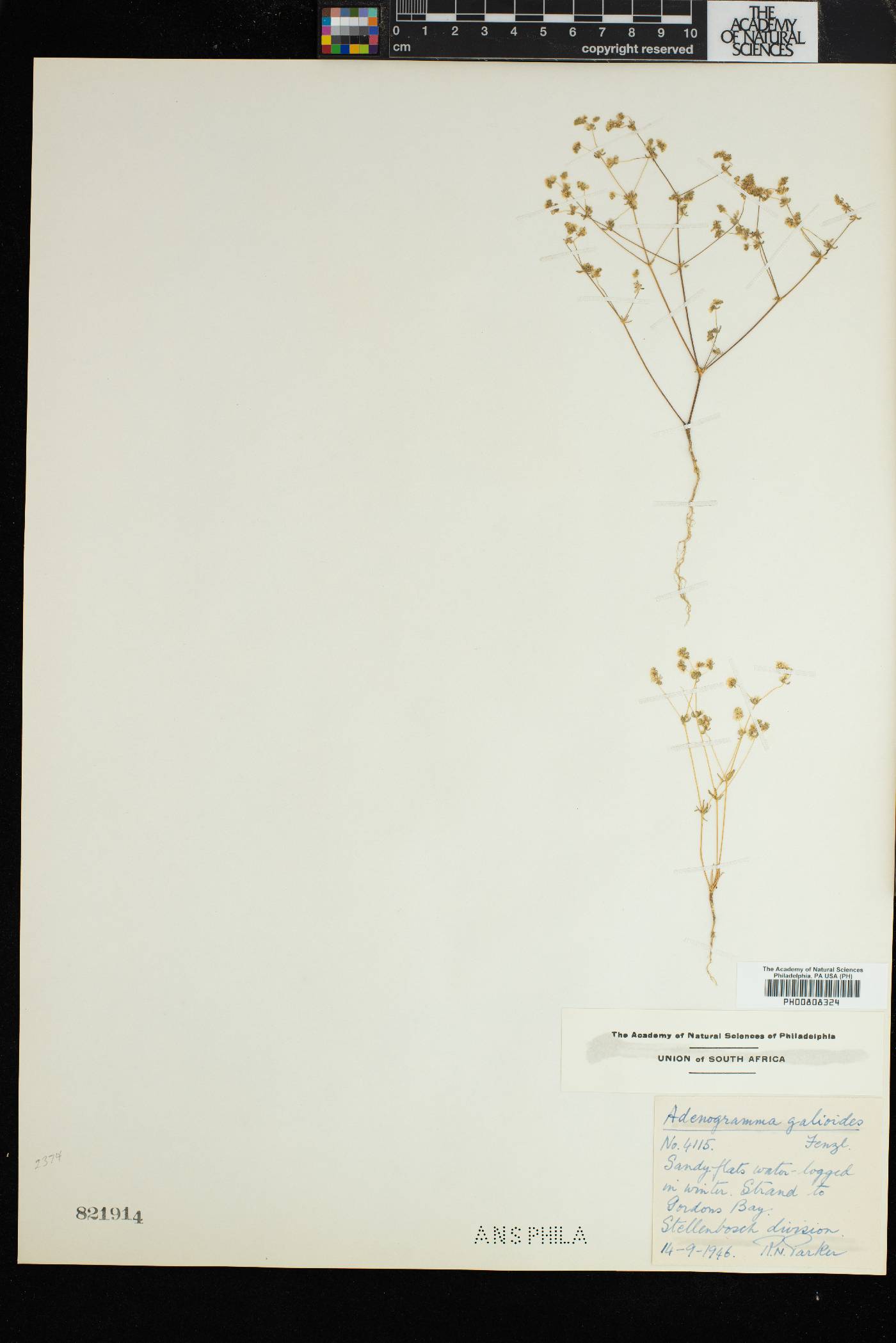 Adenogramma glomerata image