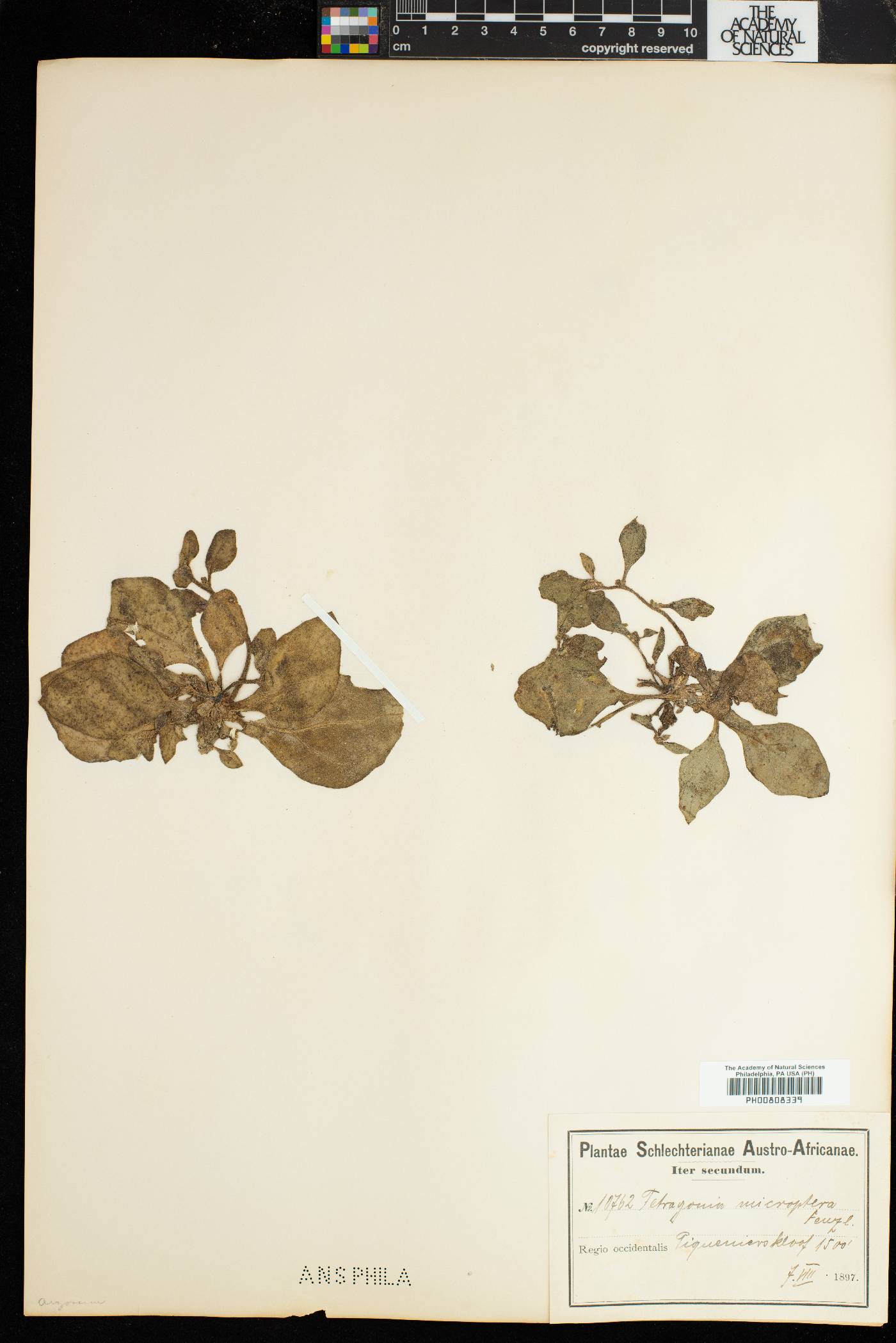 Tetragonia microcarpa image