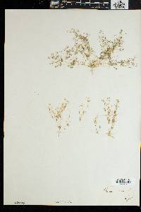 Pharnaceum cerviana image