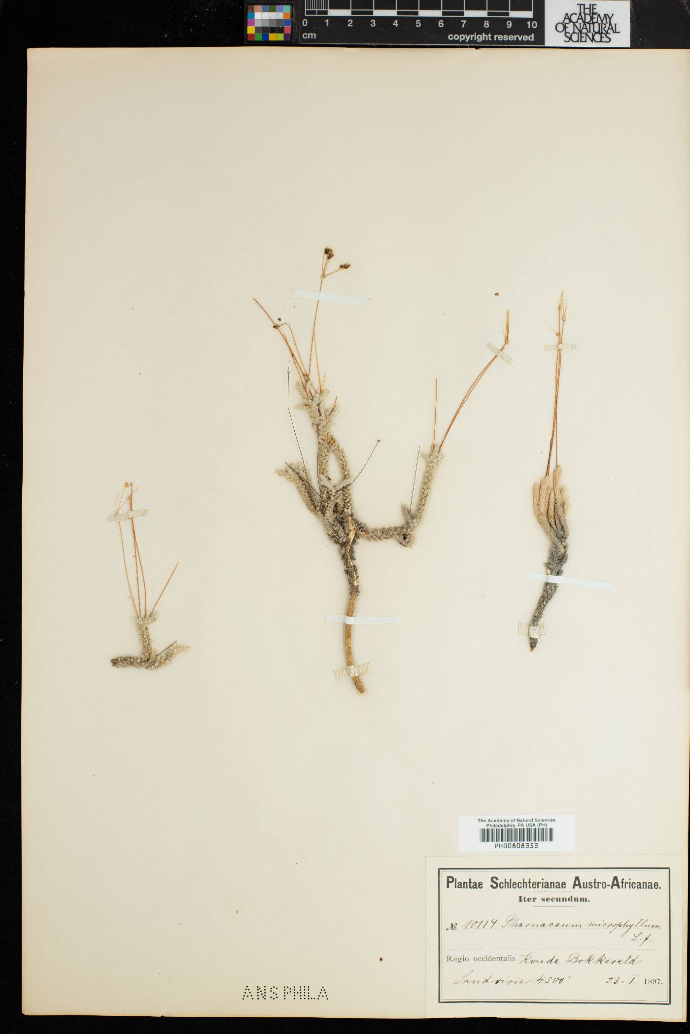 Pharnaceum microphyllum image