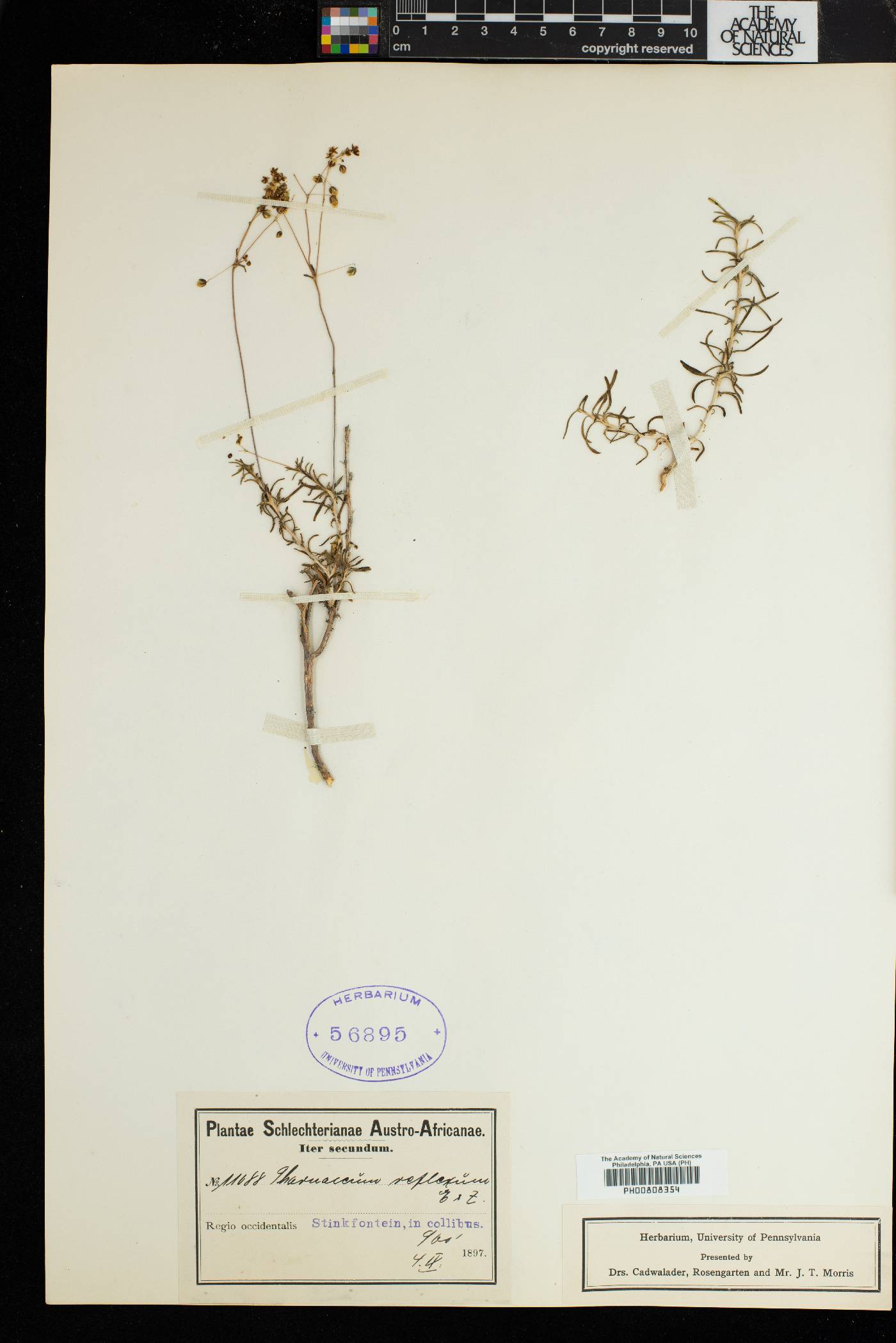 Pharnaceum aurantium image