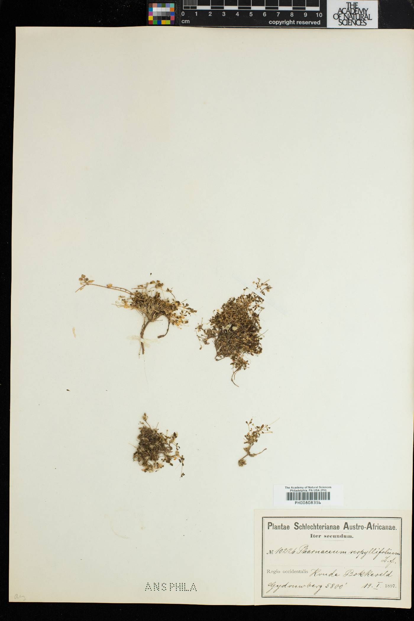 Pharnaceum serpyllifolium image