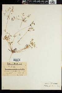 Pharnaceum croceum image