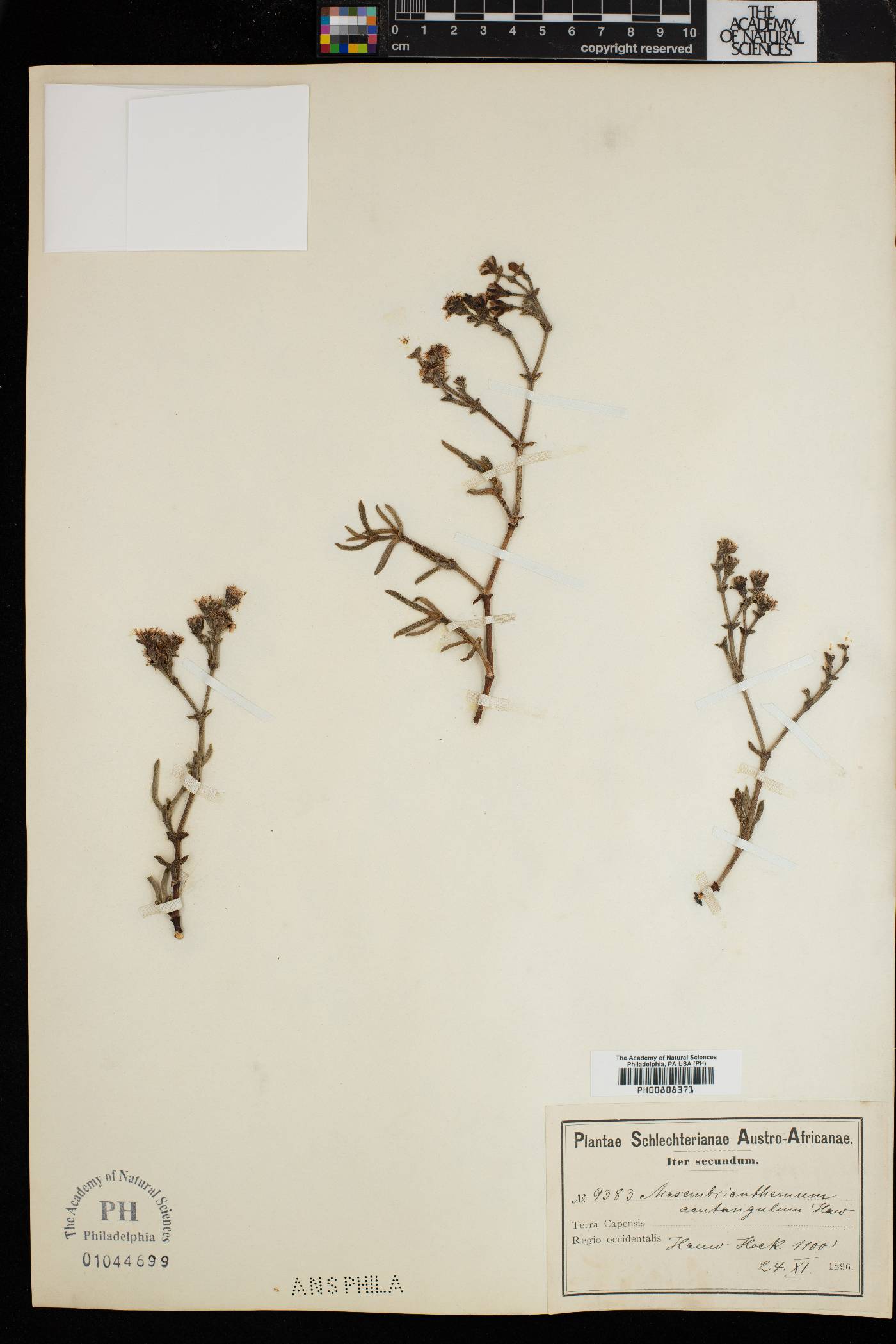 Ruschia acutangula image