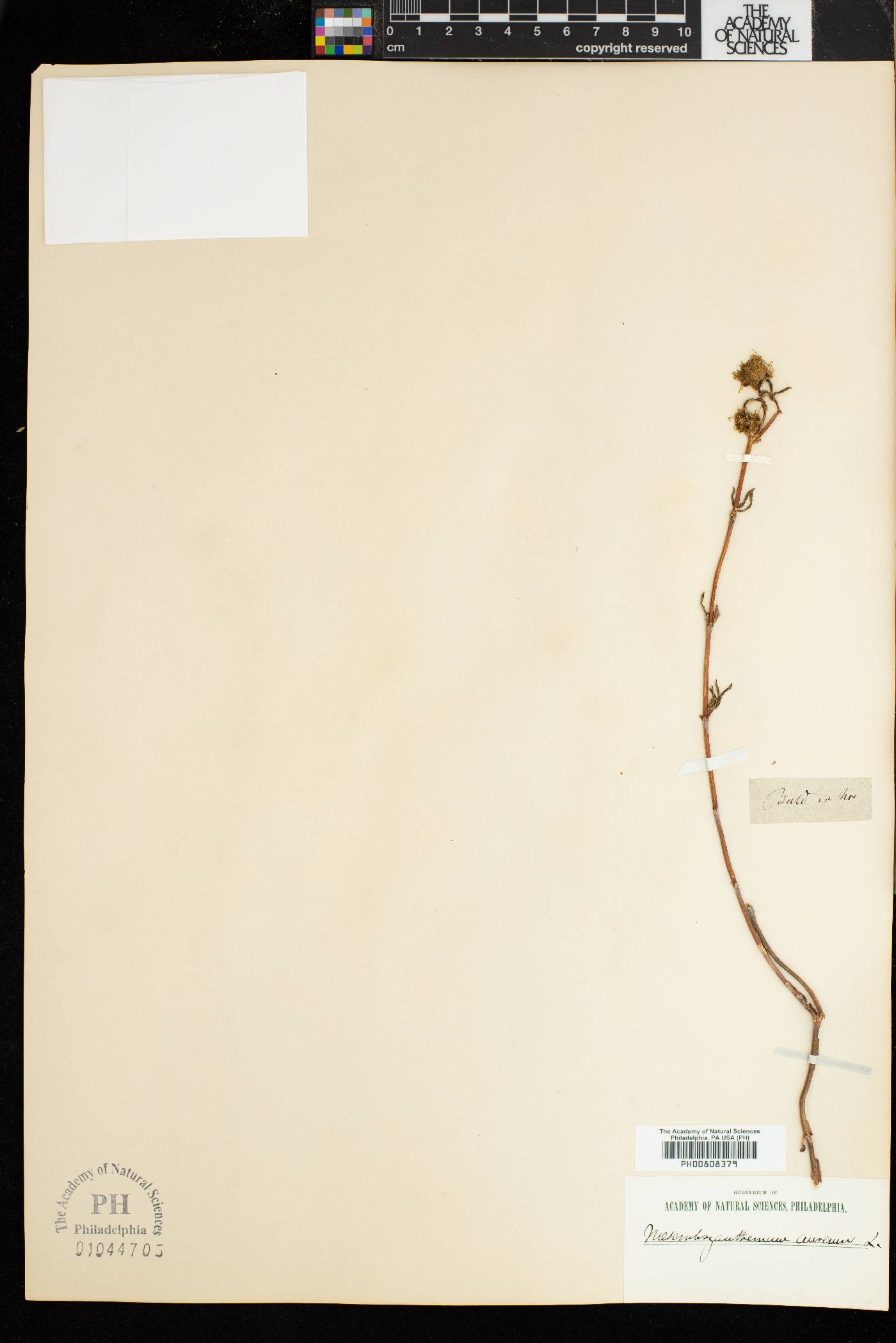 Mesembryanthemum aureum image