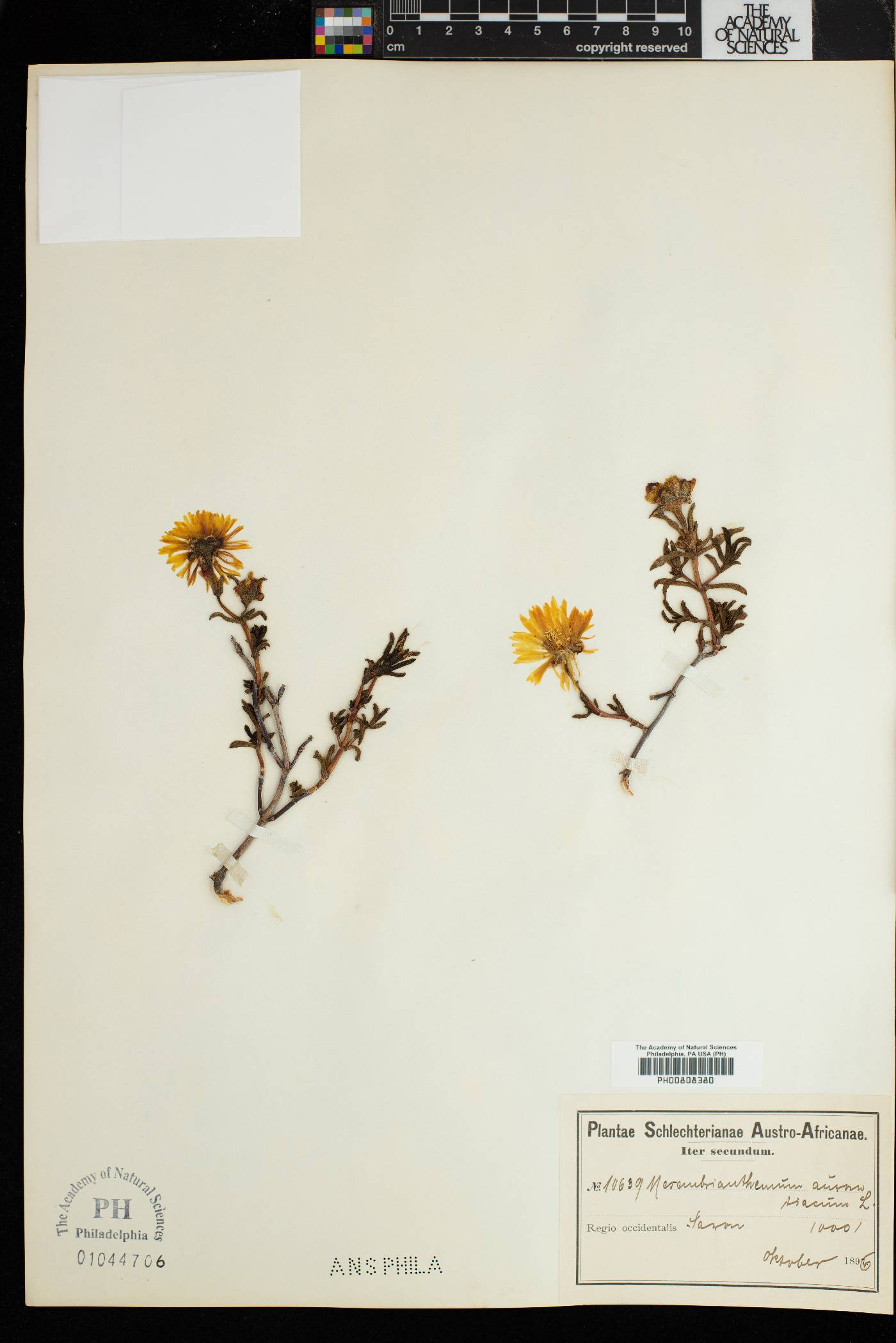 Lampranthus glaucoides image
