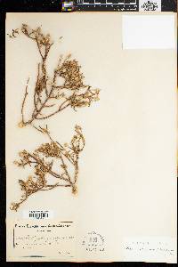 Image of Mesembryanthemum calycinum