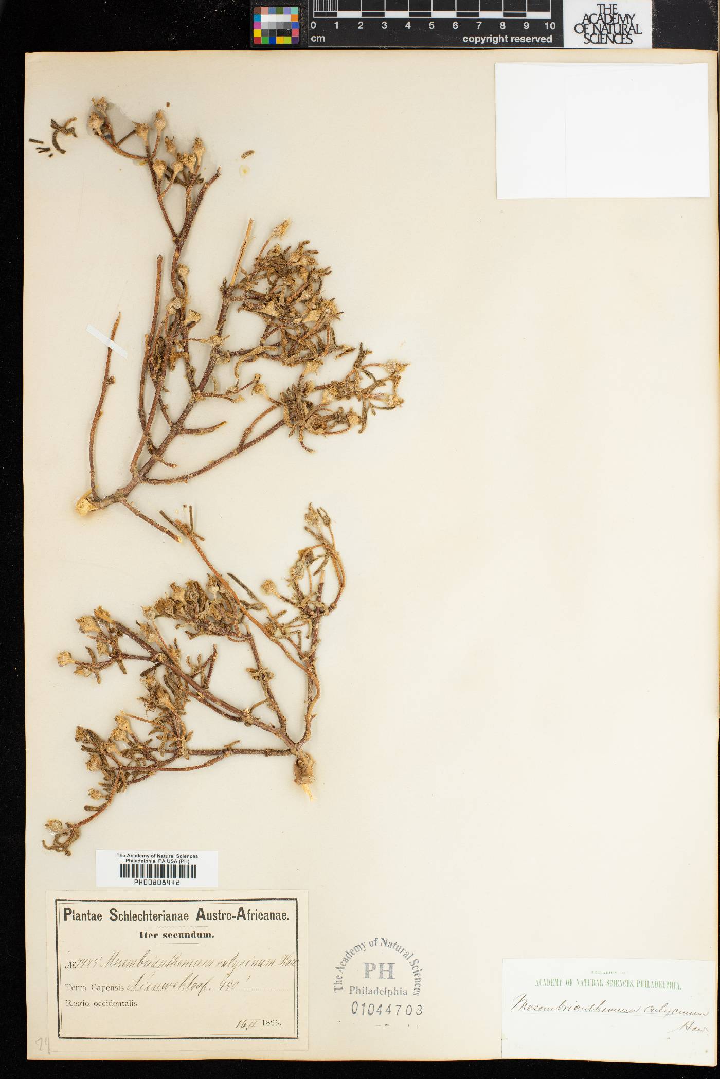 Mesembryanthemum calycinum image
