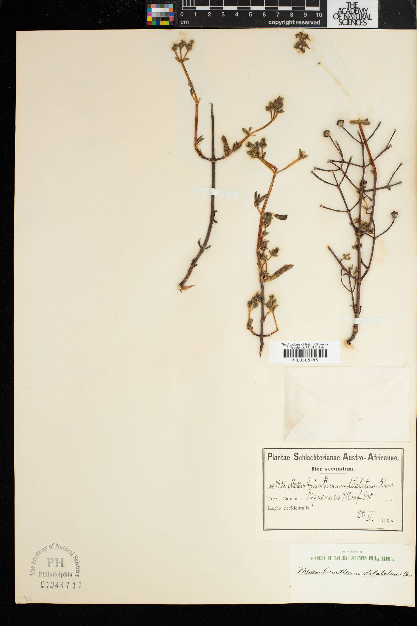 Ruschia haworthii image