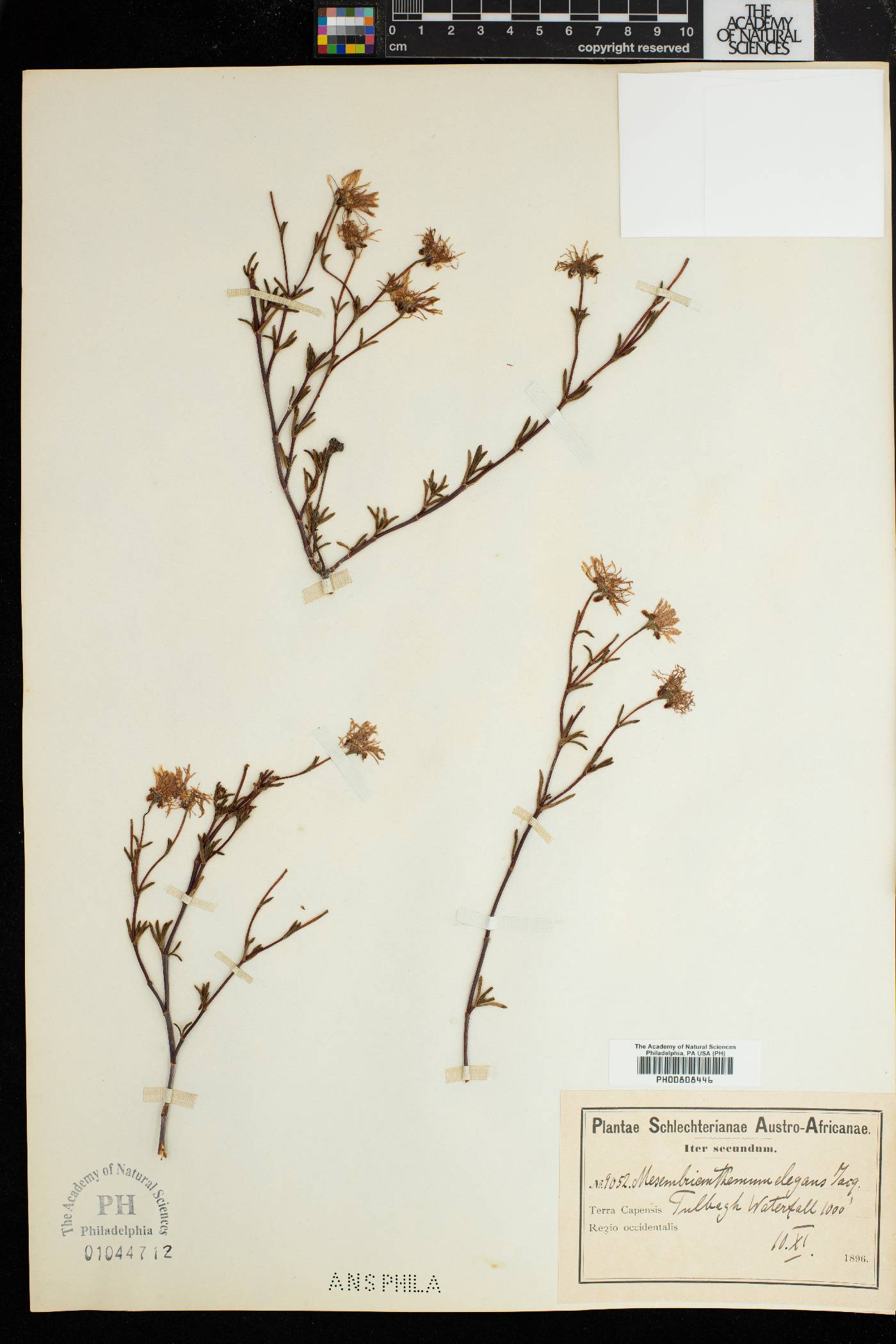Lampranthus elegans image