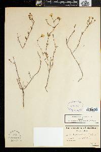 Image of Mesembryanthemum falcatum