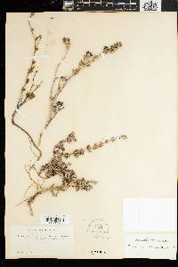 Image of Mesembryanthemum glaucum