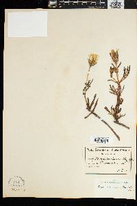 Image of Mesembryanthemum haworthii