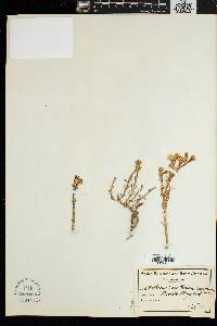 Image of Mesembryanthemum junceum