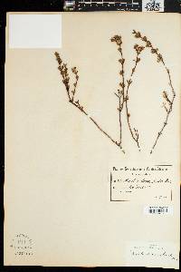Image of Oscularia lunata