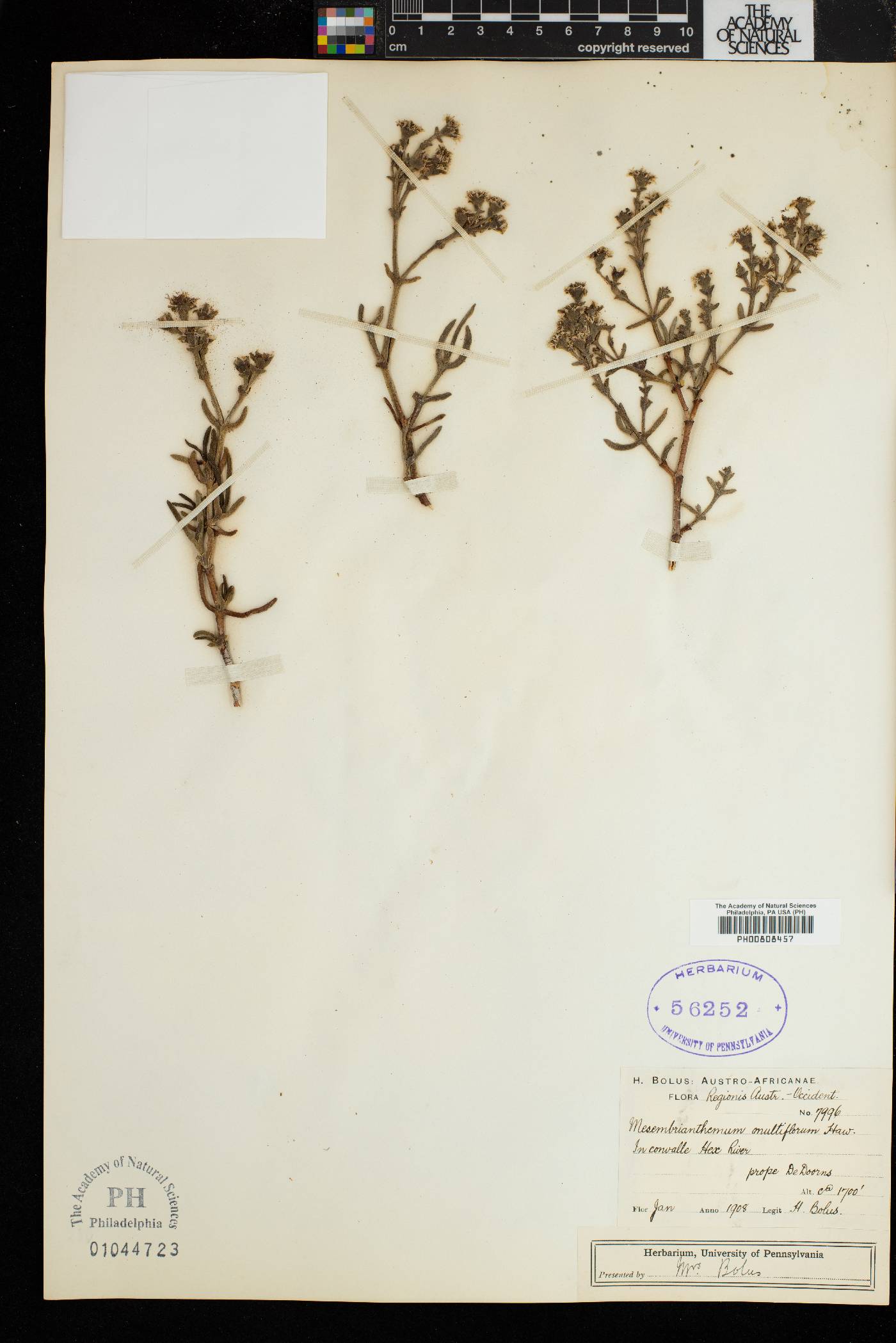 Ruschia multiflora image