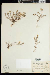 Drosanthemum schoenlandianum image