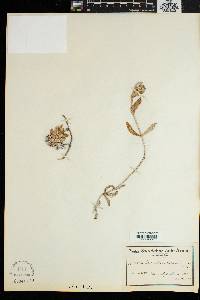 Image of Mesembryanthemum virens