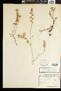 Aizoon herniariifolium image