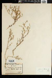 Image of Galenia fruticosa