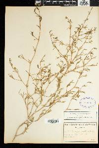 Image of Acrosanthes teretifolia