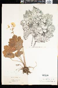 Ranunculus cortusifolius image