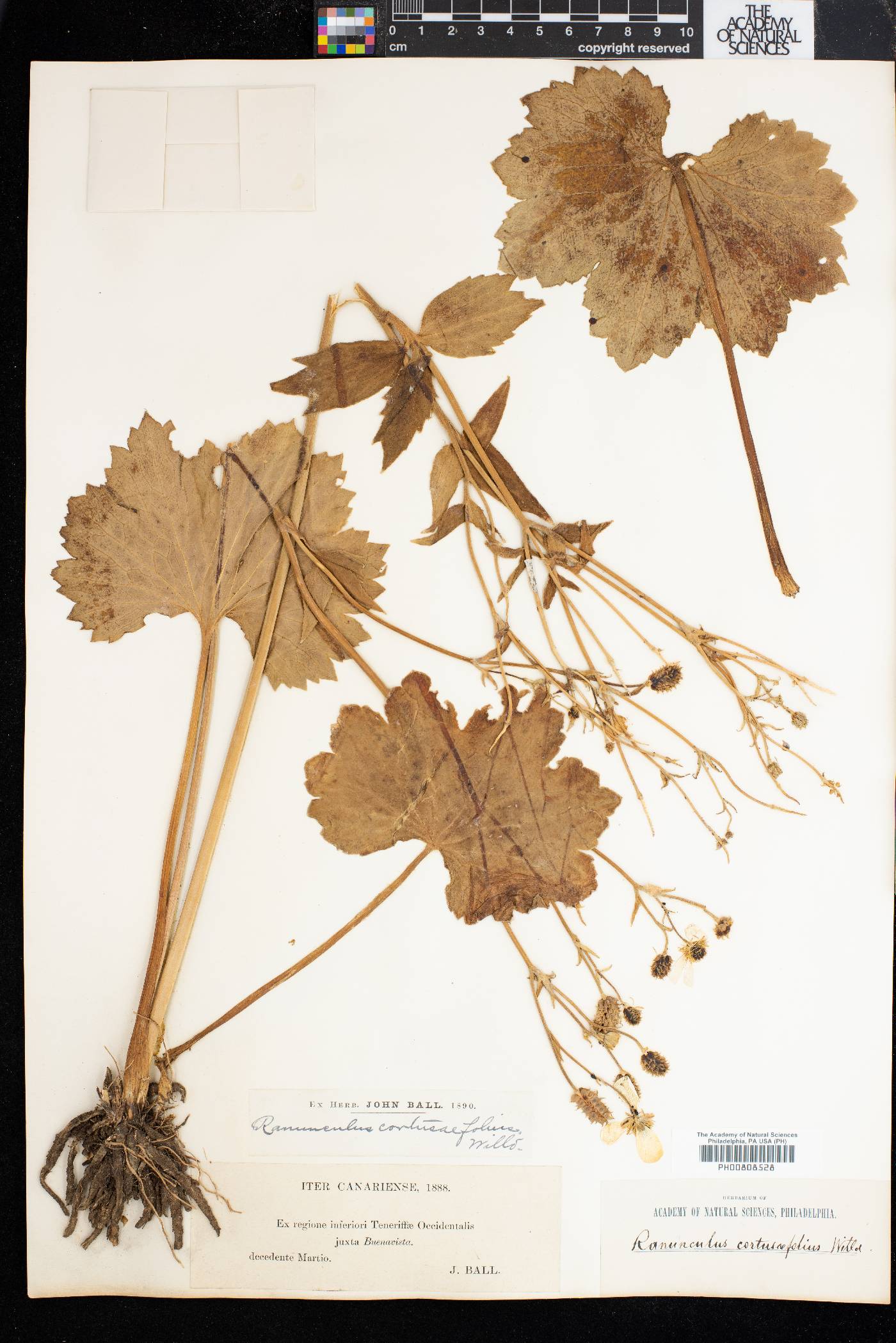 Ranunculus cortusifolius image