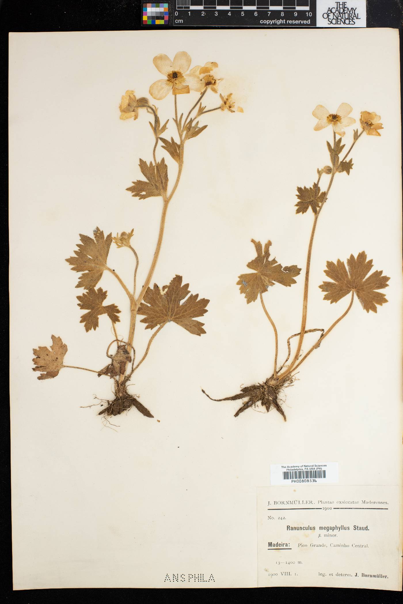 Ranunculus cortusifolius subsp. cortusifolius image