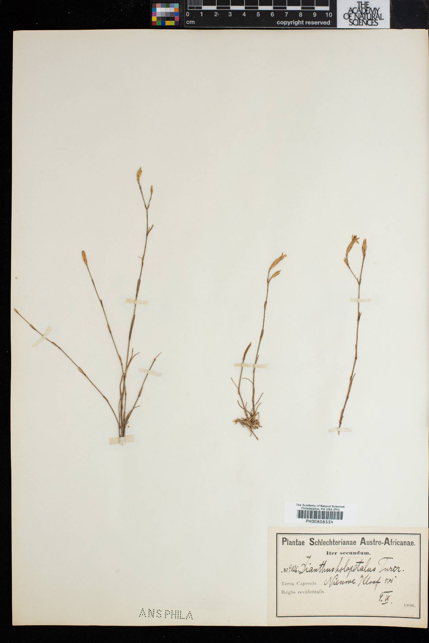 Dianthus holopetalus image