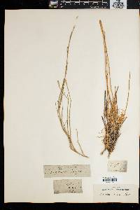 Image of Dianthus albens