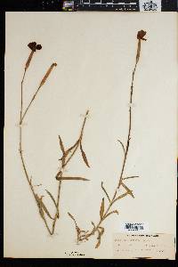 Dianthus caespitosus image