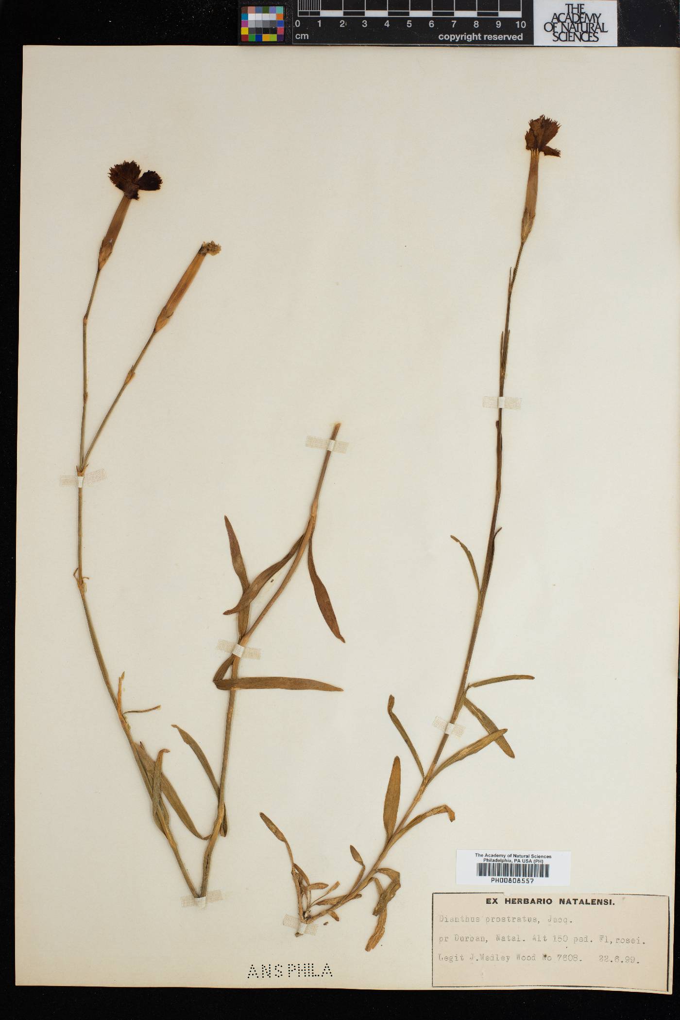 Dianthus caespitosus image