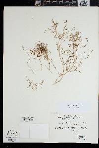 Spergularia diandra image