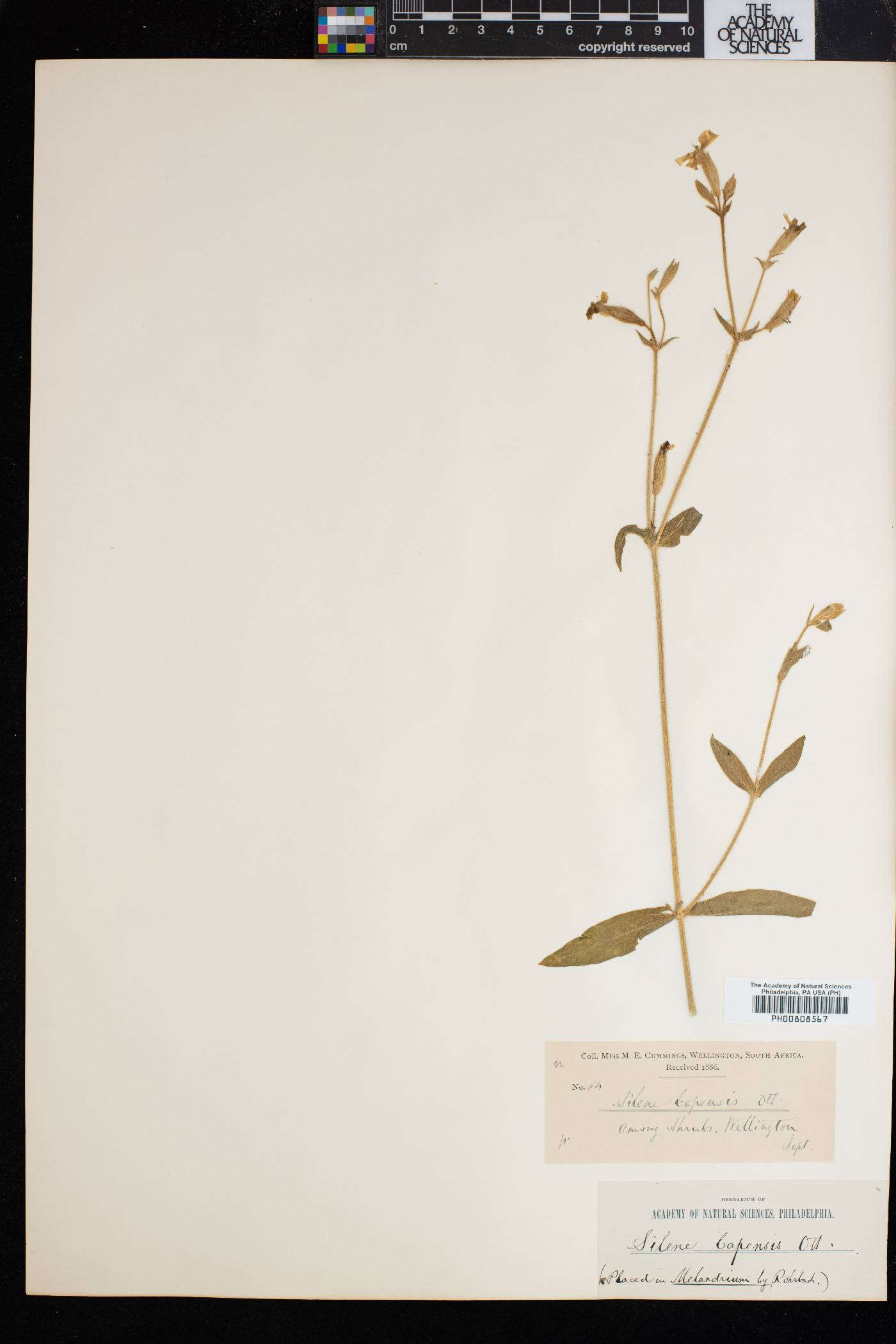 Silene undulata subsp. undulata image