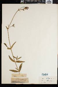 Silene ornata image
