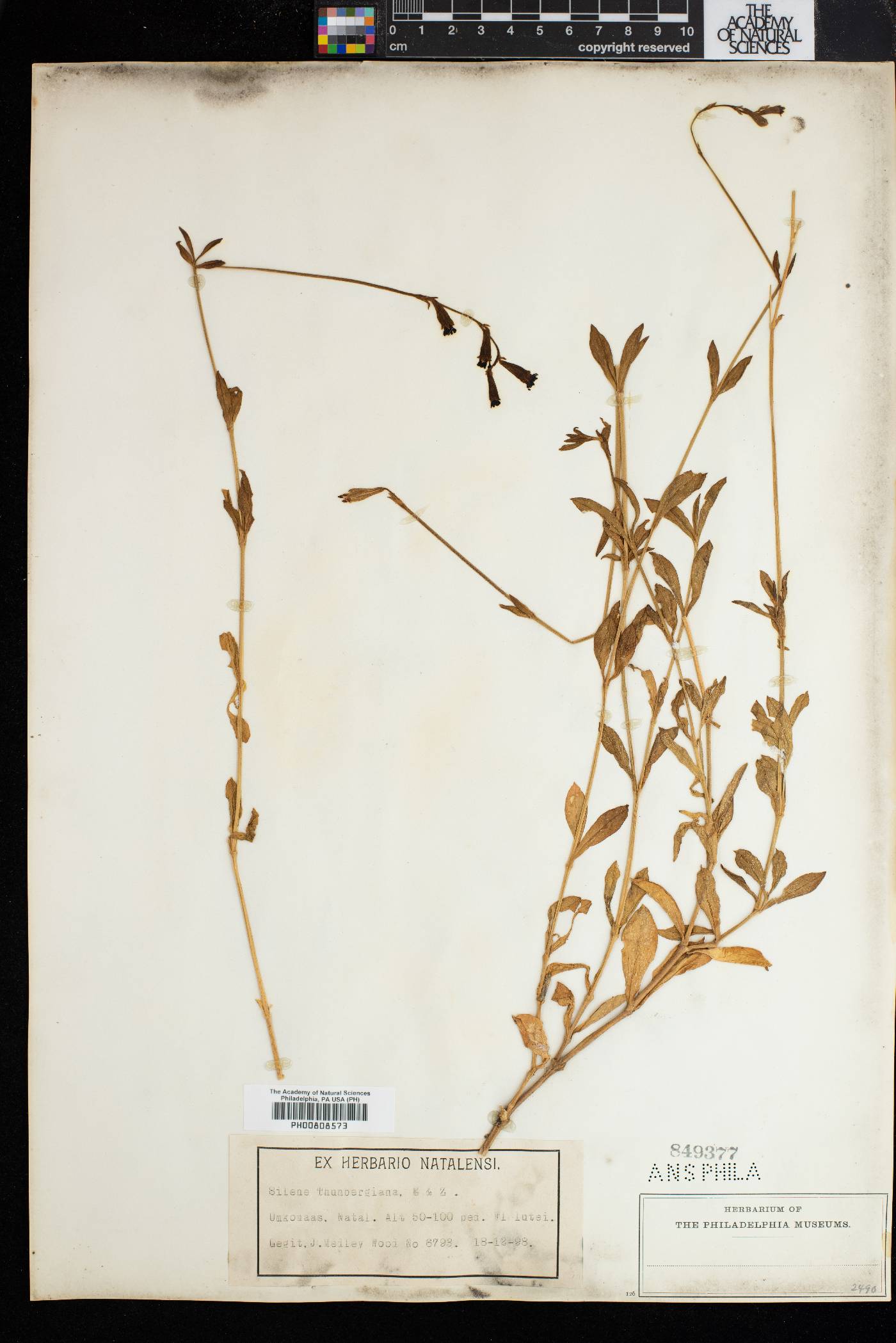 Silene burchellii subsp. burchellii image