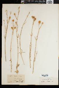 Silene italica image