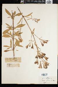 Silene italica image