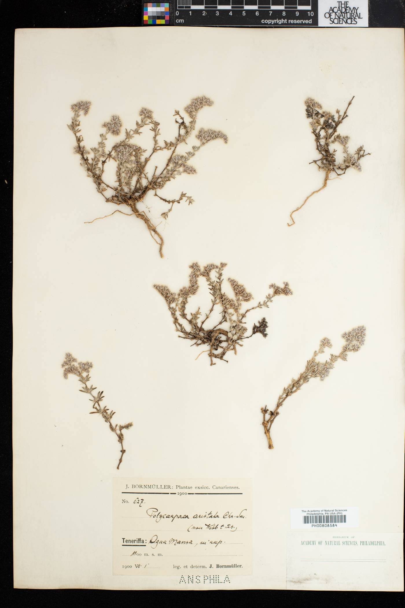 Polycarpaea aristata image