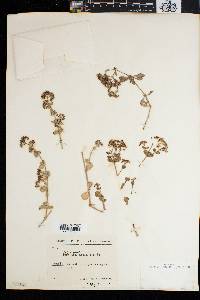 Polycarpaea carnosa image