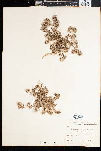 Polycarpaea divaricata image