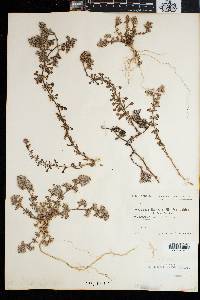 Polycarpaea divaricata image