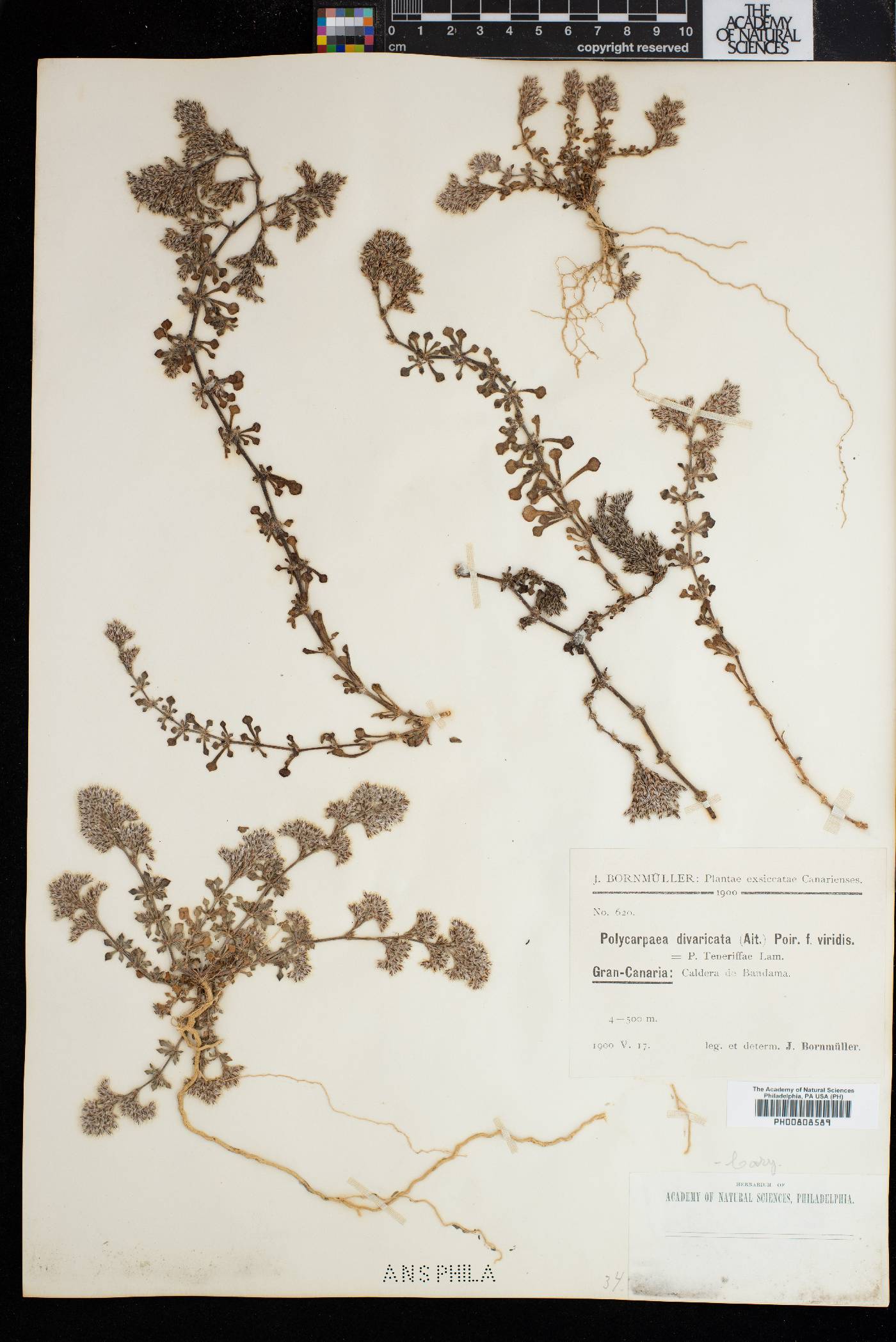Polycarpaea divaricata image