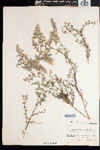Polycarpaea divaricata image