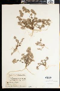 Polycarpaea divaricata image