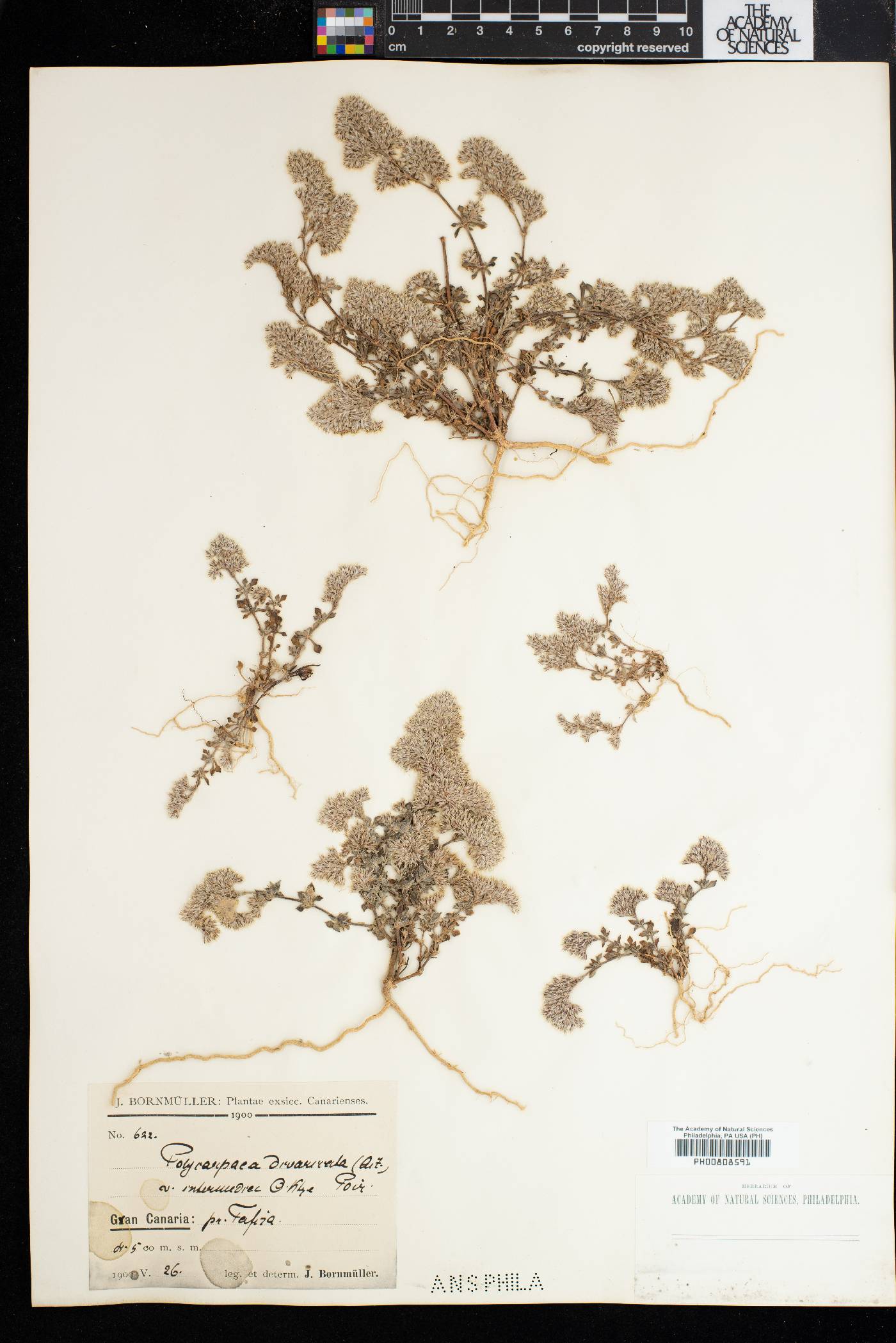 Polycarpaea divaricata image