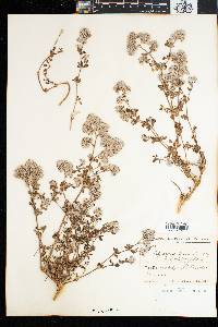 Polycarpaea divaricata image